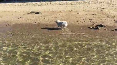 Kumsalda oynayan bir köpek. Matese dog, beyaz köpek, Bichon Maltes. Kumda koşuyor.