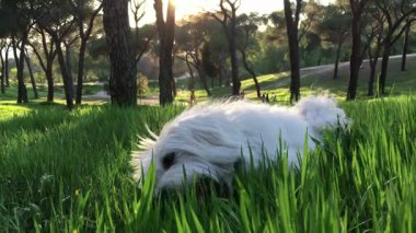 Parkta oynayan Malta köpeği. Köpek kırmızı topla oynuyor.