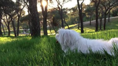 Beyaz köpek yeşil çimlerin üzerinde. Parkta oynayan Malta köpeği. Yaz. 