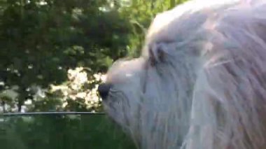 Beyaz köpek arabada. Arabadaki köpek pencereden dışarı bakıyor. Köpek suratlı rüzgar. Köpek gezisi. Malta köpeği, beyaz köpek..