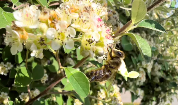 Beyaz bir çiçeğin üzerindeki arı. Baharda beyaz yasemin