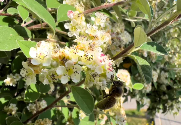 Beyaz bir çiçeğin üzerindeki arı. Baharda beyaz yasemin