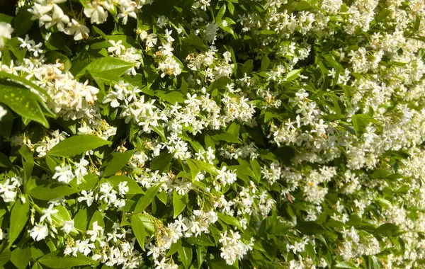 Yapraklı ve yeşil yapraklı beyaz çiçekler. Baharda beyaz yasemin