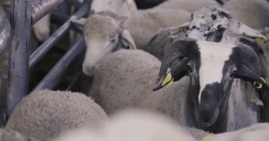 Koyun sürüsü nakliye için yükleniyor. Limanda Koyun Kargosu