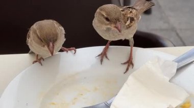 Ekmek ve ekmek üzerinde kuş tabaktan arta kalanları yiyor.