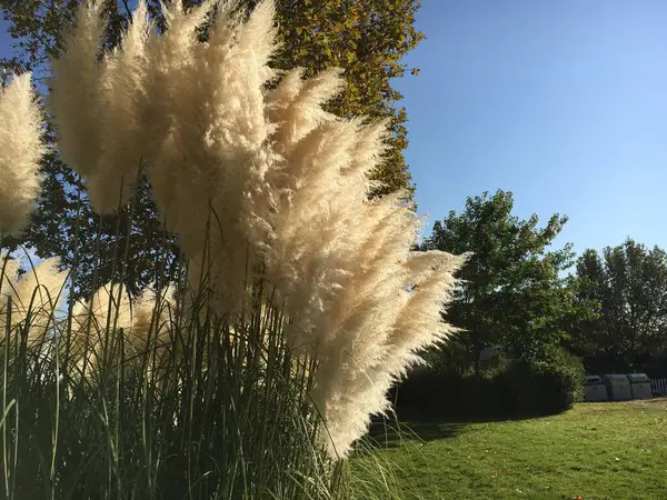 Doğal manzaranın güzel manzarası. çiçekler, bahar