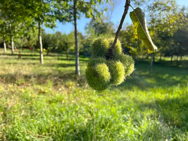 Ağaçta kestane rengi kirpi. Sonbahar
