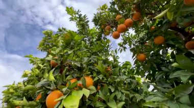 Olgun portakal meyvesi ağaçta