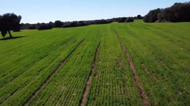 Drone. Bir sürü ağacı olan yeşil bir arazinin havadan görünüşü. Hava görüntüsü. Peyzaj