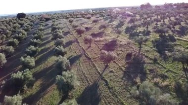 İspanya 'da zeytin ağaçları ve tarlalar
