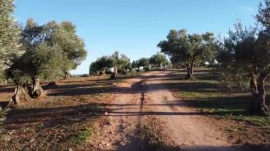 İspanya 'da zeytin ağaçları ve tarlalar