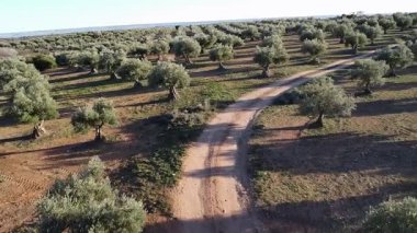 Zeytin koruluğunun havadan görünüşü. İHA