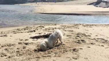 Malta köpeği, plajda oynayan beyaz köpek. Kumu kazıyorum.