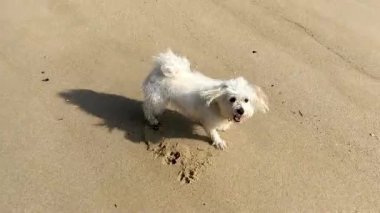 Malta köpeği, kumsalda oynayan beyaz köpek. 