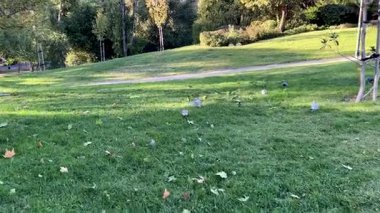 Bir güvercin sürüsü ve muhabbet kuşları uçuyor.