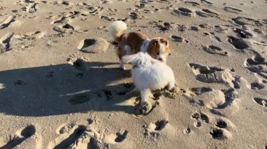 Sahilde oynayan iki köpek.