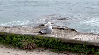 Kuzeybatı İspanya 'da Atlantik Okyanusu kıyısındaki martılar. Cies Adaları