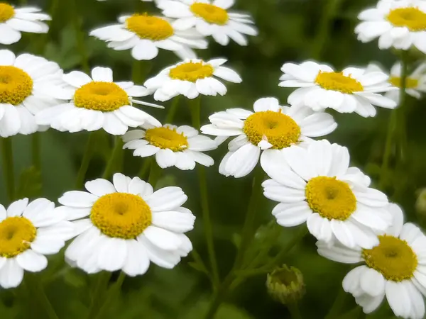 Yaz aylarında papatya çiçekler.