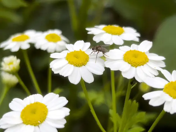 Bahçedeki güzel beyaz çiçek. Papatyalar