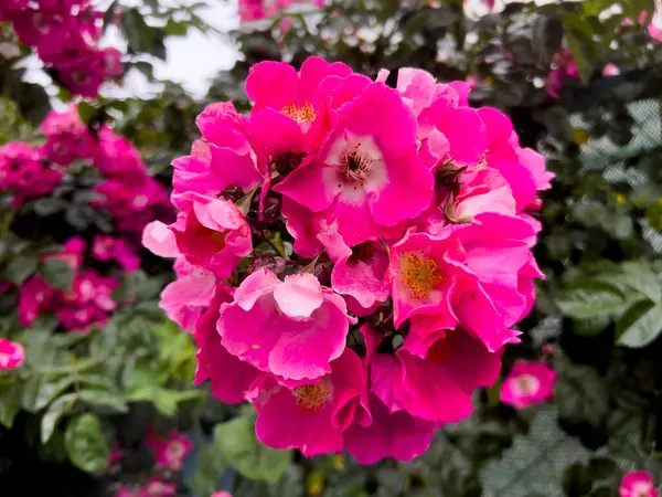 Gül çiçeği, Provenzal gülü