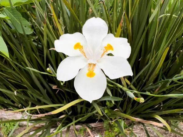 yeşil zemin üzerine beyaz çiçek