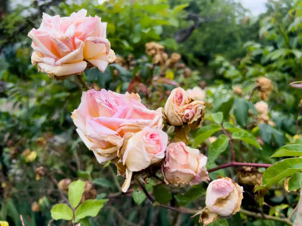 Bitkinin üzerindeki solmuş güller, parktaki yeşil yaprakların arka planı..