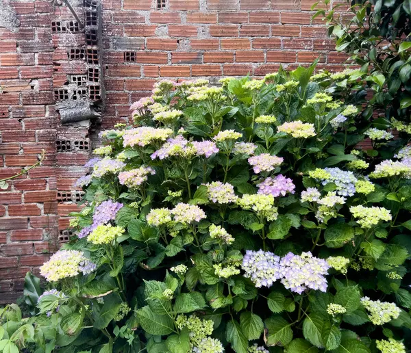 Arka planda tuğla duvar olan ortancalar