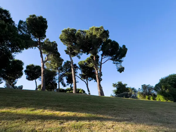 Güneşli bir günde parkta ağaçlar ve yeşil çimenler