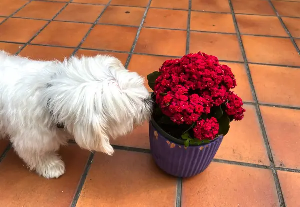 Tatlı Malta köpeği çiçekleri koklarken yakın plan bir fotoğraf.