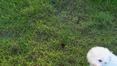 Maltese köpeği atlıyor ve parkta mutlu bir şekilde oynuyor, gün batımının altın ışığıyla aydınlanıyor.