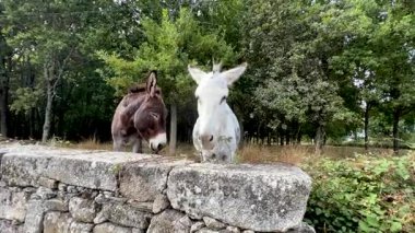 Çiftlikte bir çift eşek. evcil hayvanlar.