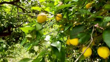 Kamera, meyve dolu bir limon ağacının dalına çarpıyor.