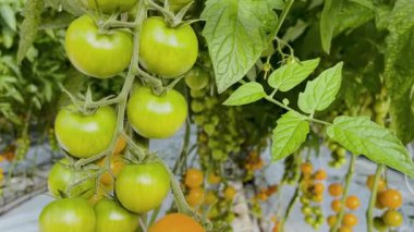 Seradaki bir dalda yeşil domatesler