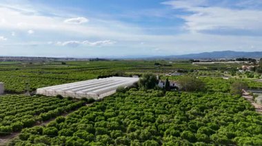 Bir portakal bahçesinin serayla drone çekimi.