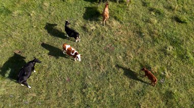 Otlakta otlayan inekler. en üstteki görünüm