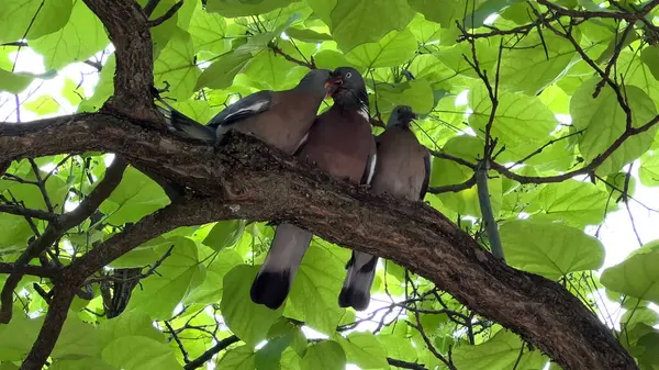 Güvercin yavrularını bir ağaç dalında besliyor.