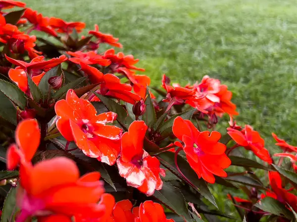 Bahçede güzel kırmızı güller