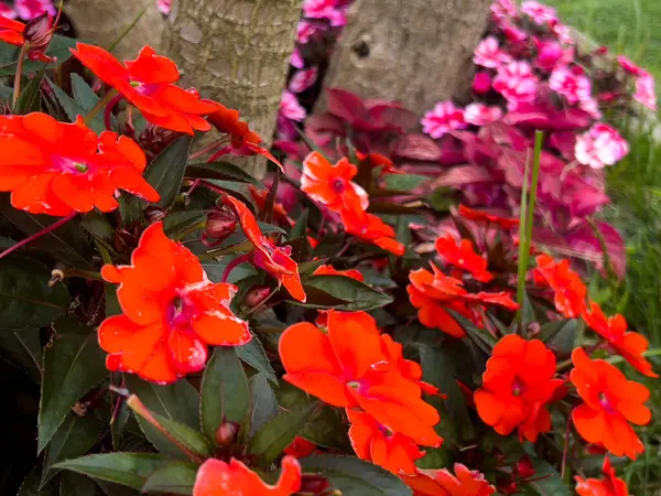 Bahçedeki güzel kırmızı ve pembe güller