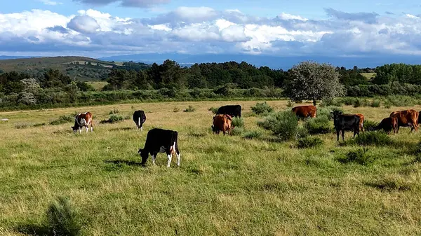 Dağlı çayırlarda otlayan ineklerin hava manzarası.