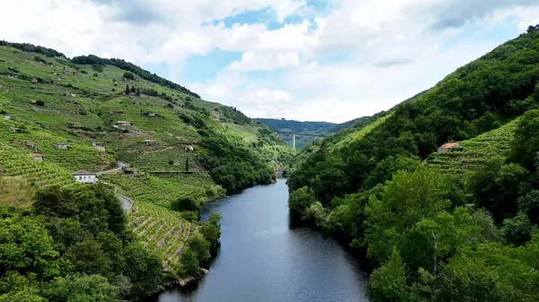 Yamaçlarında antik üzüm bağları olan bir nehrin havadan görünüşü