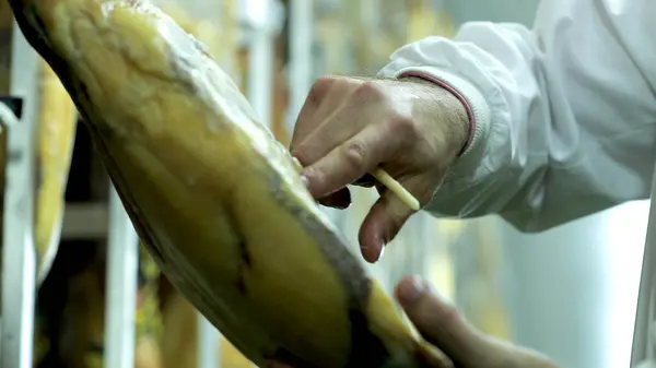 Erkek elleri jambon kurutma odasında taze jambon test ediyor. İber jambonu