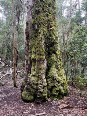 Akdeniz ormanının ortasında 100. yıl okaliptüsleri