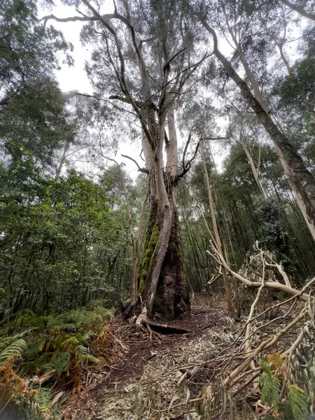Akdeniz ormanının ortasında 100. yıl okaliptüsleri