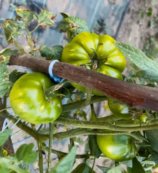 Organik bahçedeki yeşil domatesler