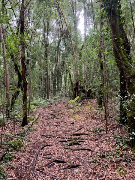 Akdeniz ormanının güzel manzarası 