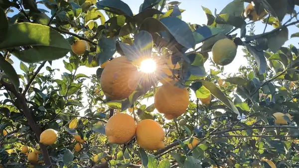 Olgun limonlar portakal ağacının dallarında yetişir.