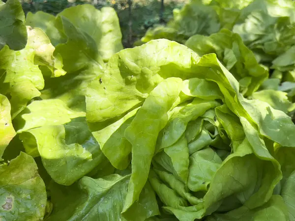 Bahçedeki taze yeşil marulu kapat.