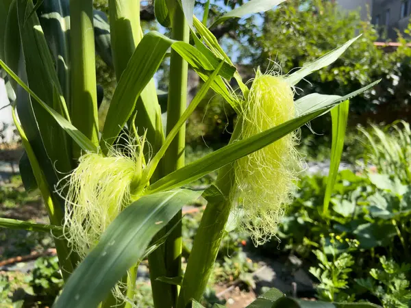 bahçede büyüyen mısır