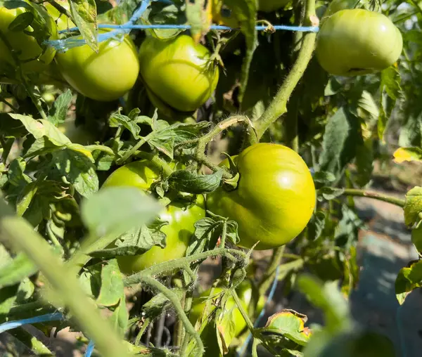 yeşil domatesler seradaki dalda