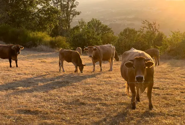 Gün batımında tarlada inek sürüsü. sığır otlatma.